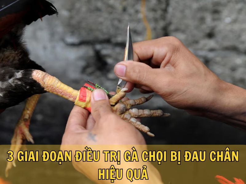 3 Giai Đoạn Điều Trị Gà Chọi Bị Đau Chân Hiệu Quả 3 Giai Đoạn Điều Trị Gà Chọi Bị Đau Chân Hiệu Quả