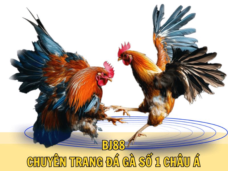BJ88: Chuyên Trang Đá Gà Số 1 Châu Á BJ88: Chuyên Trang Đá Gà Số 1 Châu Á