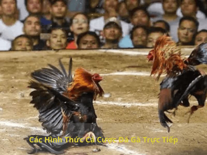 Các Hình Thức Cá Cược Đá Gà Trực Tiếp