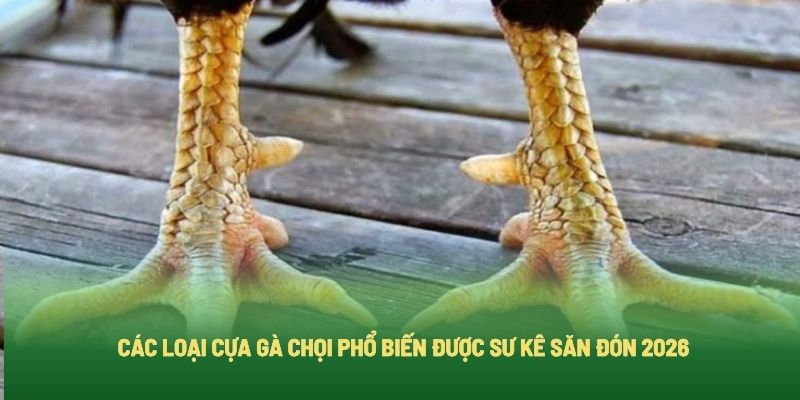 Các Loại Cựa Gà Chọi Phổ Biến Được Sư Kê Săn Đón 2026