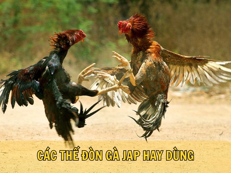 Các Thế Đòn Gà Jap Hay Dùng Các Thế Đòn Gà Jap Hay Dùng