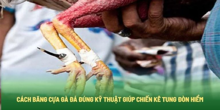 Cách băng cựa gà đá đúng kỹ thuật giúp kiến kê tung đòn hiểm