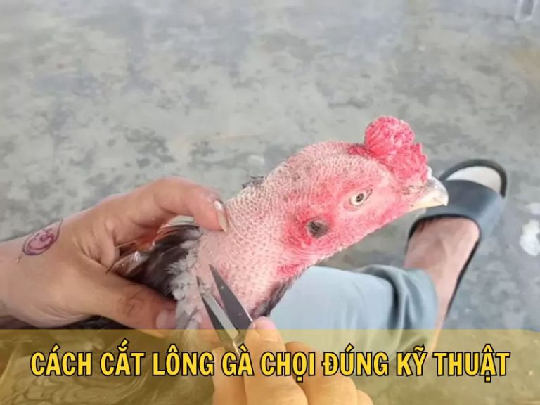 Cách Cắt Lông Gà Chọi Đúng Kỹ Thuật 
