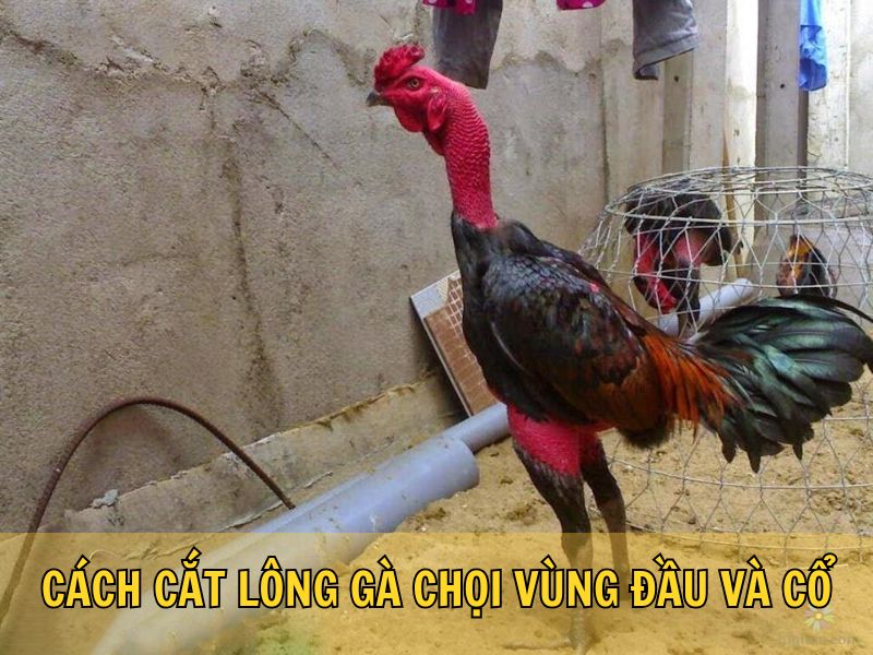Cách Cắt Lông Gà Chọi Vùng Đầu Và Cổ Cách Cắt Lông Gà Chọi Vùng Đầu Và Cổ