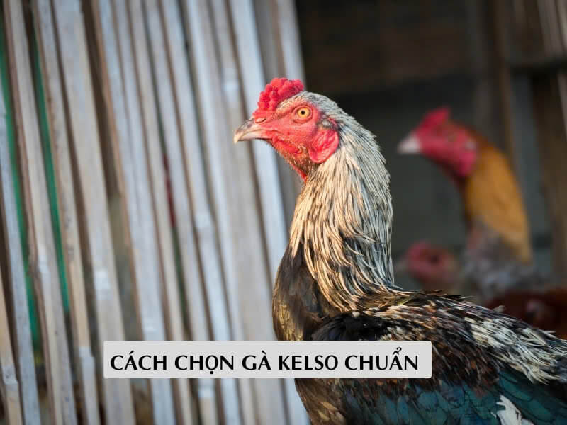 Cách chọn gà kelso chuẩn Cách chọn gà kelso chuẩn
