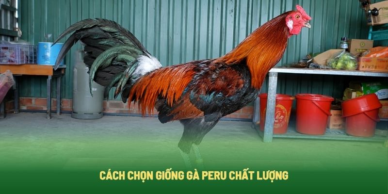 Cách chọn giống gà chọi Peru chuẩn nhất Cách chọn giống gà chọi Peru chuẩn nhất