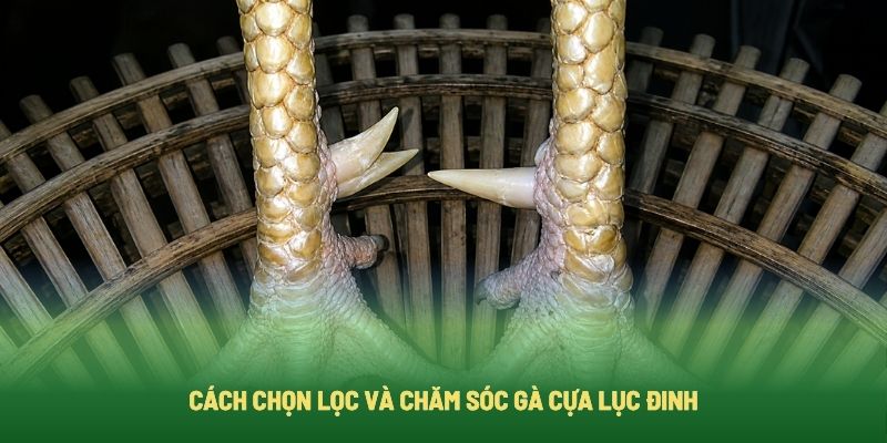 Cách Chọn Lọc Và Chăm Sóc Gà Cựa Lục Đinh