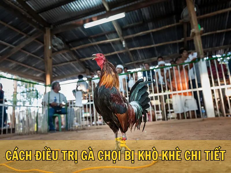Cách Điều Trị Gà Chọi Bị Khò Khè Chi Tiết Cách Điều Trị Gà Chọi Bị Khò Khè Chi Tiết