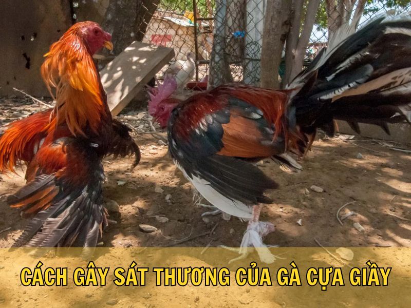 Cách Gây Sát Thương Của Gà Cựa Giầy Cách Gây Sát Thương Của Gà Cựa Giầy