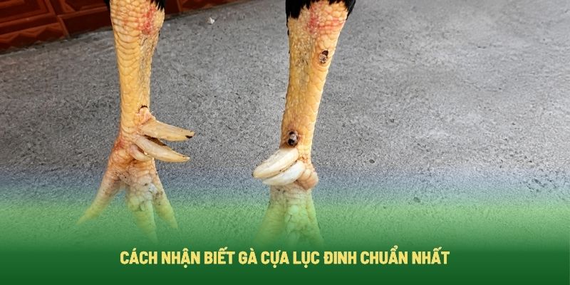 Cách Nhận Biết Gà Cựa Lục Đinh Chuẩn Nhất