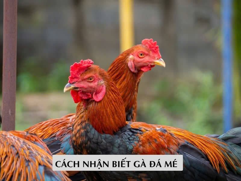 Cách Nhận Biết Gà Đá Mé Cách Nhận Biết Gà Đá Mé