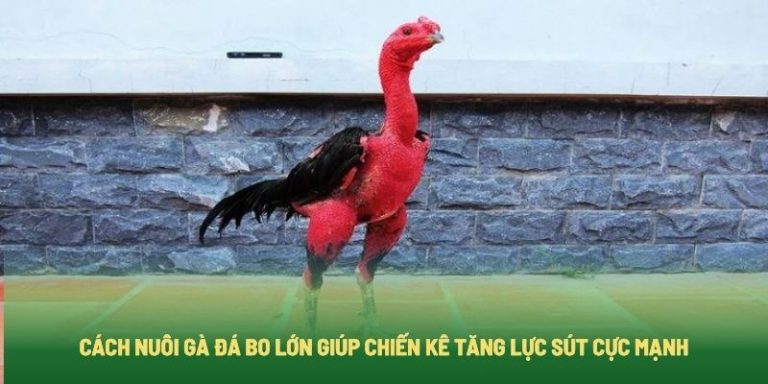 Cách Nuôi Gà Đá Bo Lớn Giúp Chiến Kê Tăng Lực Sút Cực Mạnh