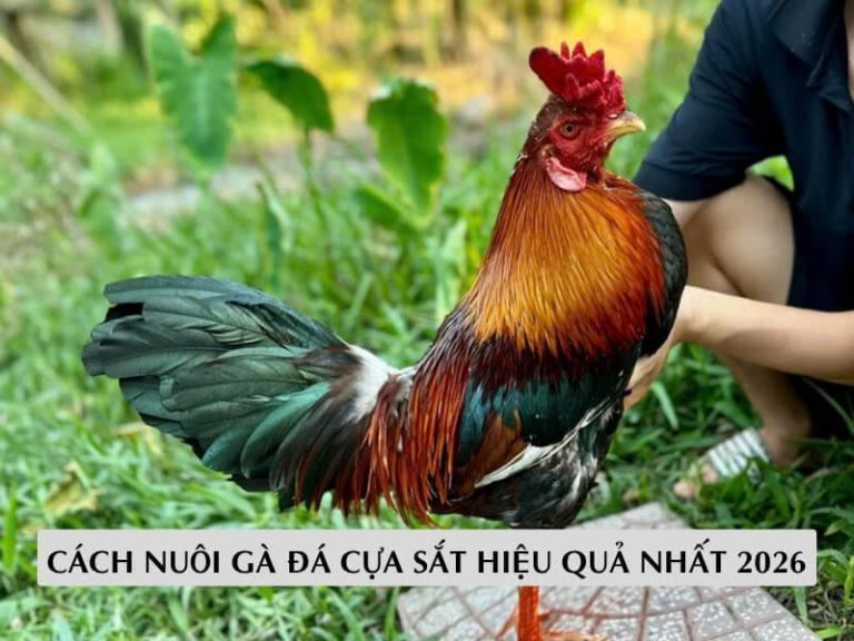 Cách Nuôi Gà Đá Cựa Sắt Hiệu Quả Nhất 2026