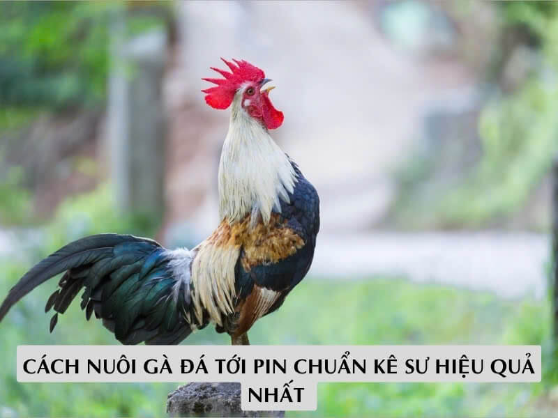 Cách Nuôi Gà Đá Tới Pin Chuẩn Kê Sư Hiệu Quả Nhất Cách Nuôi Gà Đá Tới Pin Chuẩn Kê Sư Hiệu Quả Nhất