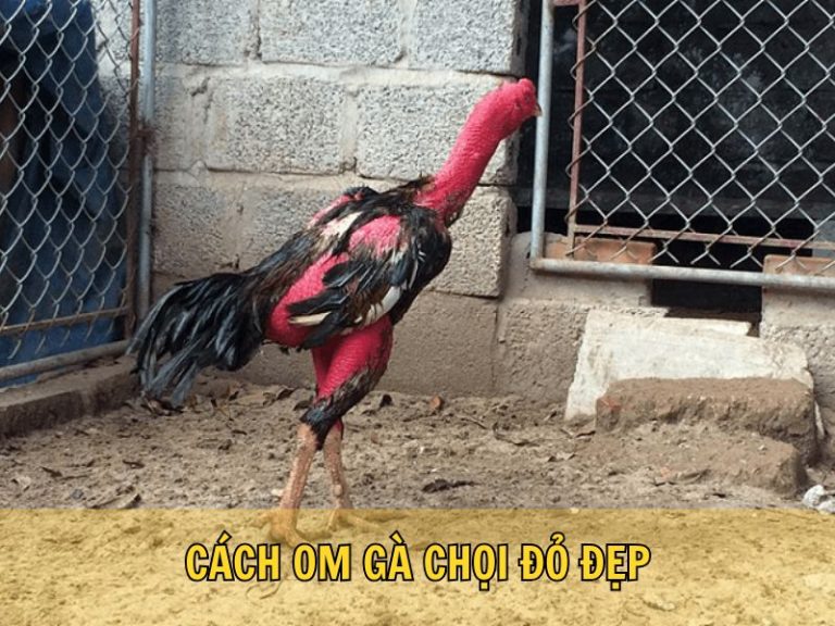 Cách Om Gà Chọi Đỏ Đẹp