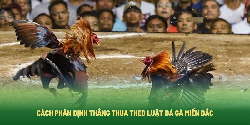 Luật đá gà miền Bắc phân định thắng thua như thế nào?
