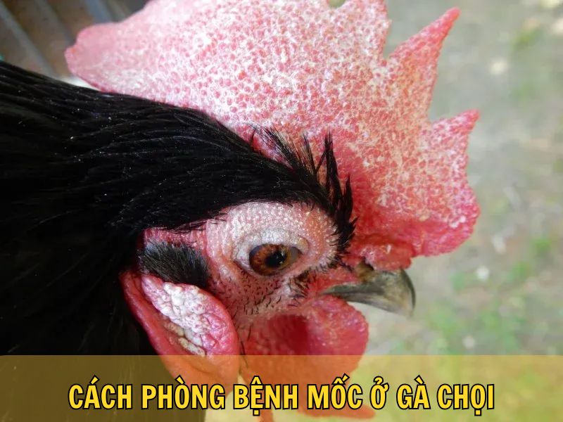 Cách Phòng Bệnh Mốc Ở Gà Chọi