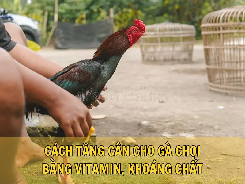 Cách Tăng Cân Cho Gà Chọi Bằng Vitamin, Khoáng Chất Cách Tăng Cân Cho Gà Chọi Bằng Vitamin, Khoáng Chất