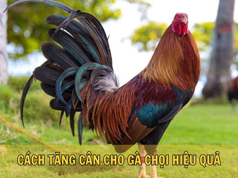 Cách Tăng Cân Cho Gà Chọi Hiệu Quả
