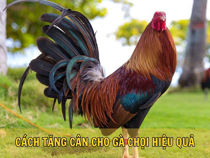 Cách Tăng Cân Cho Gà Chọi Hiệu Quả Cách Tăng Cân Cho Gà Chọi Hiệu Quả