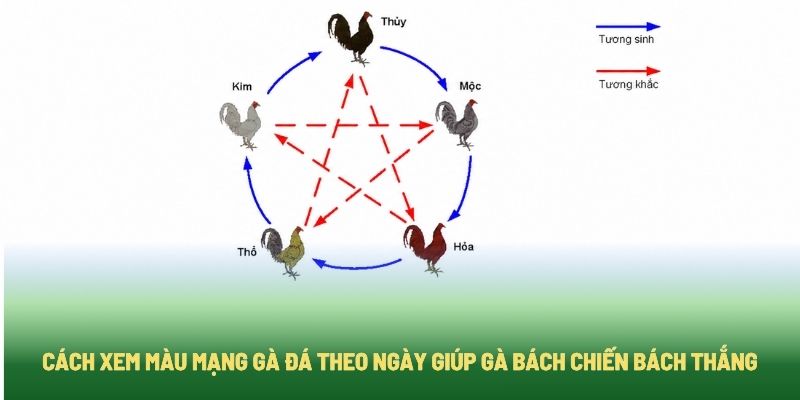 Cách Xem Màu Mạng Gà Đá Theo Ngày Giúp Gà Bách Chiến Bách Thắng