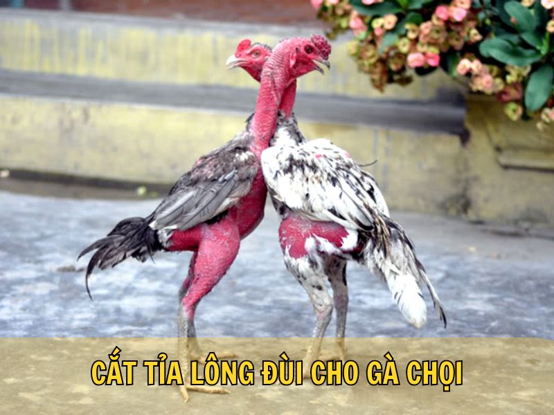 Cắt Tỉa Lông Đùi Cho Gà Chọi Cắt Tỉa Lông Đùi Cho Gà Chọi