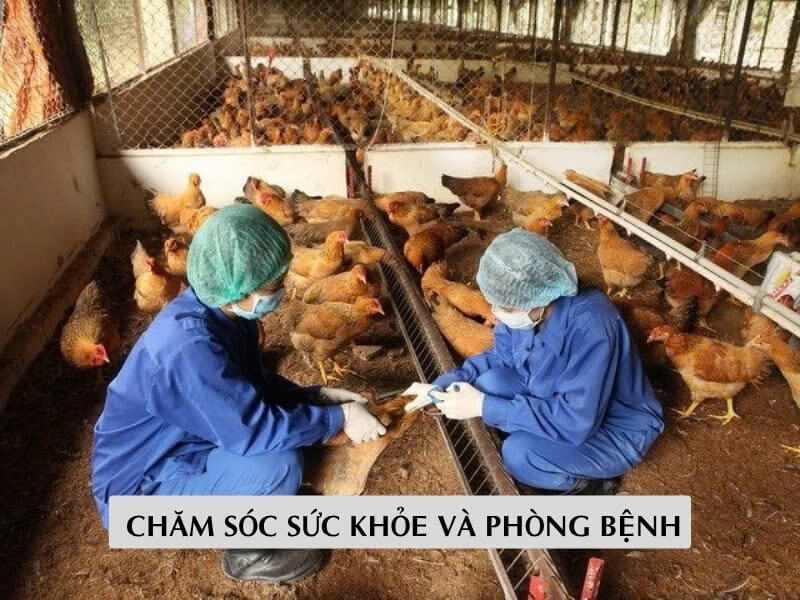 Chăm Sóc Sức Khỏe Và Phòng Bệnh Chăm Sóc Sức Khỏe Và Phòng Bệnh