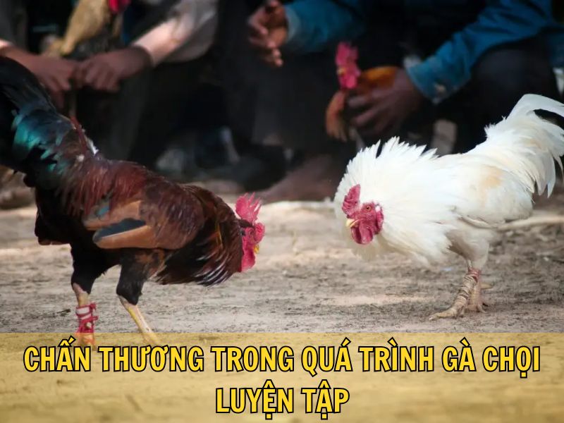 Chấn Thương Trong Quá Trình Gà Chọi Luyện Tập Chấn Thương Trong Quá Trình Gà Chọi Luyện Tập