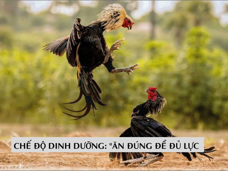 Chế Độ Dinh Dưỡng: "Ăn Đúng Để Đủ Lực “ Chế Độ Dinh Dưỡng: "Ăn Đúng Để Đủ Lực “
