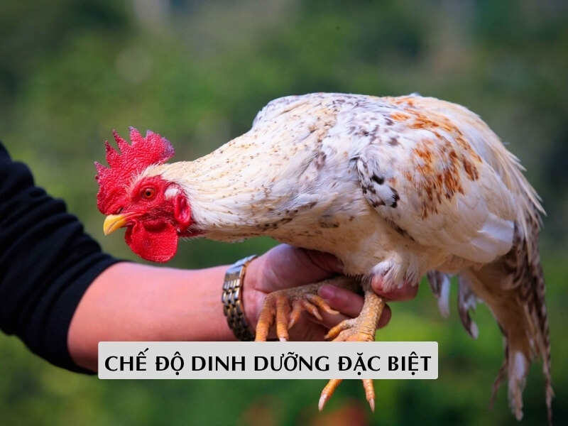 Chế Độ Dinh Dưỡng Đặc Biệt 