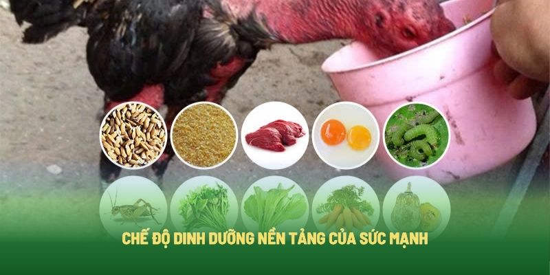 Cần cung cấp dinh dưỡng gì khi chăm sóc để gà bo lớn Cần cung cấp dinh dưỡng gì khi chăm sóc để gà bo lớn
