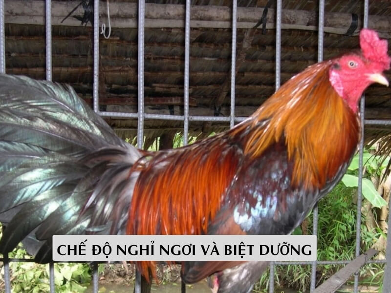 Chế Độ Nghỉ Ngơi Và Biệt Dưỡng 