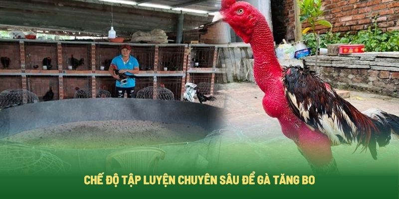 Cách luyện tập giúp gà đá tăng bo Cách luyện tập giúp gà đá tăng bo