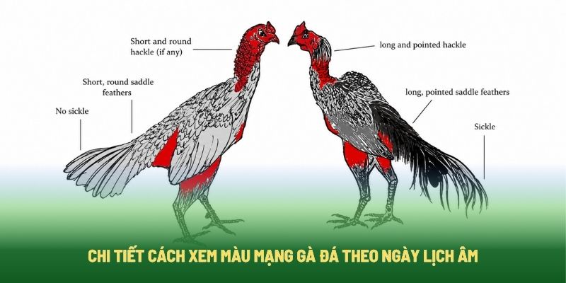 Cách xem màu mạng gà đá theo các ngày âm lịch Cách xem màu mạng gà đá theo các ngày âm lịch