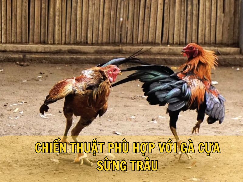 Chiến Thuật Phù Hợp Với Gà Cựa Sừng Trâu