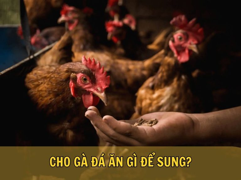 Cho Gà Đá Ăn Gì Để Sung?