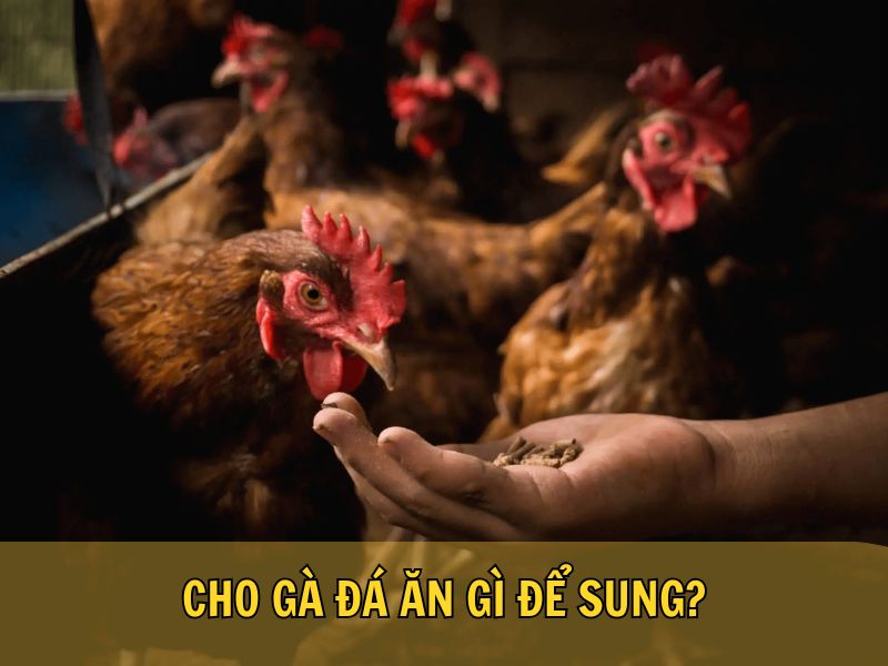 Cho Gà Đá Ăn Gì Để Sung?