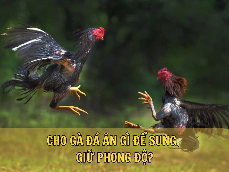 Cho Gà Đá Ăn Gì Để Sung, Giữ Phong Độ?