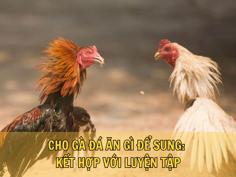 Cho Gà Đá Ăn Gì Để Sung: Cần Kết Hợp Với Luyện Tập