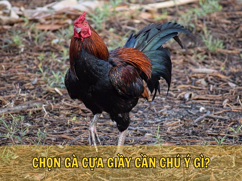 Chọn Gà Cựa Giầy Cần Chú Ý Gì? Chọn Gà Cựa Giầy Cần Chú Ý Gì?