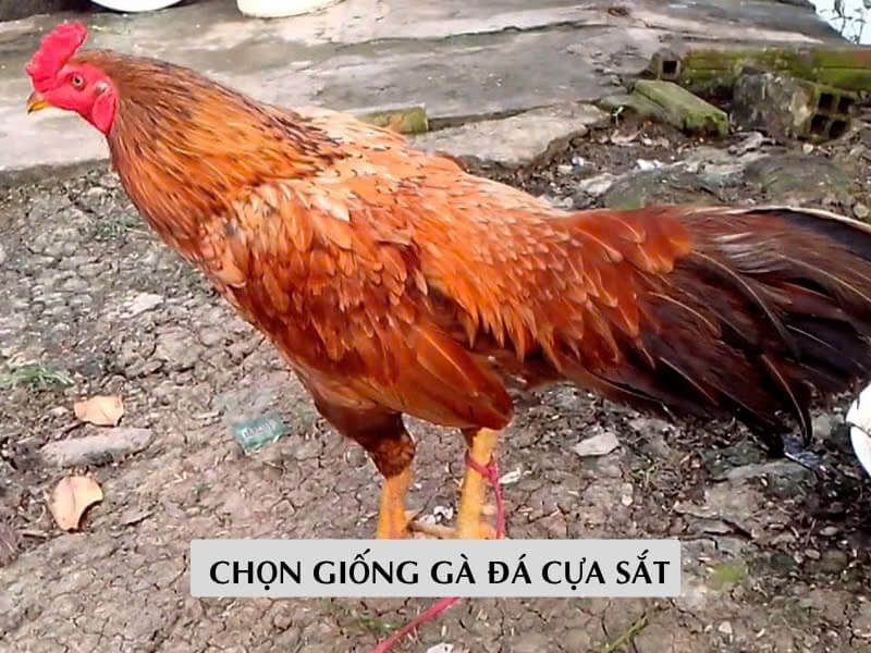 Chọn giống gà đá cựa sắt Chọn giống gà đá cựa sắt