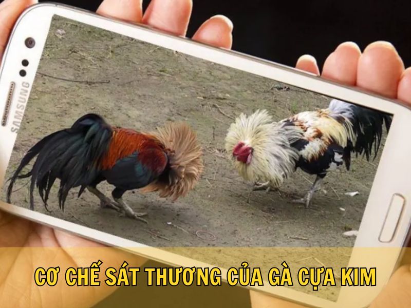 Cơ Chế Sát Thương Của Gà Cựa Kim 