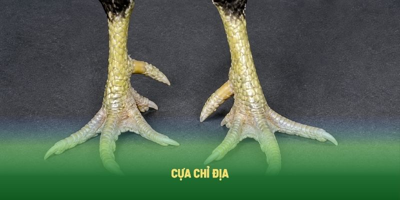 Cựa Chỉ Địa Cựa Chỉ Địa