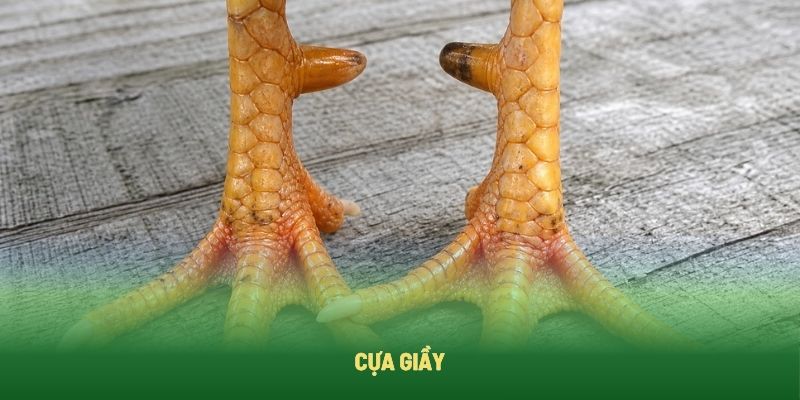 Gà cựa giầy không cứng như các loại cựa gà khác Gà cựa giầy không cứng như các loại cựa gà khác