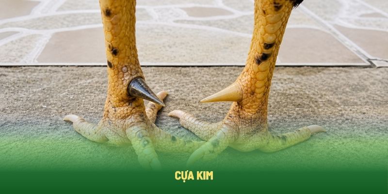Gà sở hữu cựa kim có khả năng xuyên thấu nội tạng đối thủ Gà sở hữu cựa kim có khả năng xuyên thấu nội tạng đối thủ