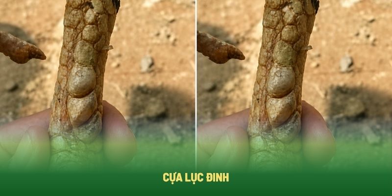 Chiến kế sở hữu cựa lục đinh năm trong danh sách quý hiếm Chiến kế sở hữu cựa lục đinh năm trong danh sách quý hiếm