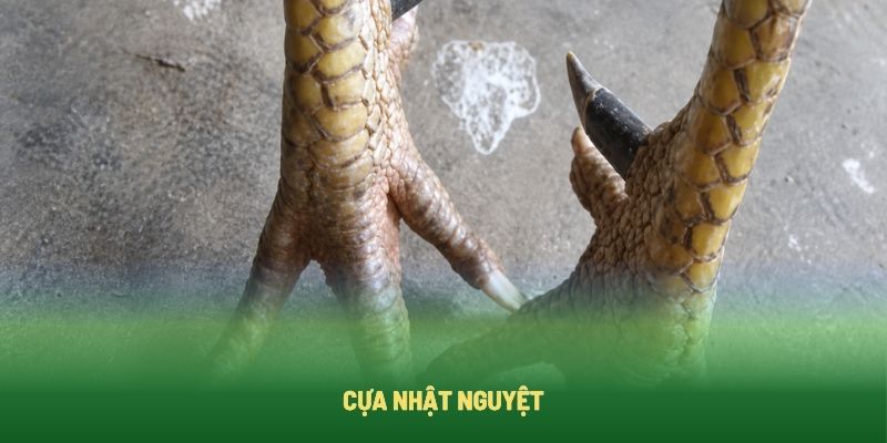 Cựa nhật nguyệt được xem là linh kê trong danh sách các loại cựa gà chọi Cựa nhật nguyệt được xem là linh kê trong danh sách các loại cựa gà chọi
