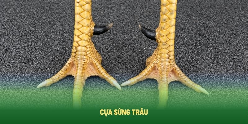 Cựa sừng trâu có lực sát thương yếu và bị phân tán Cựa sừng trâu có lực sát thương yếu và bị phân tán