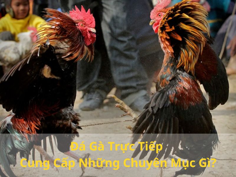 Đá Gà Trực Tiếp Cung Cấp Những Chuyên Mục Gì?