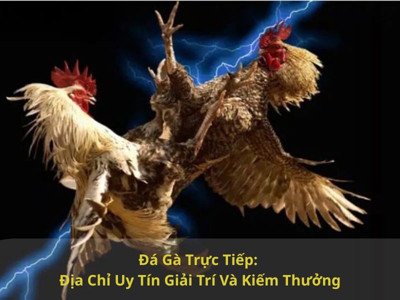 Đá Gà Trực Tiếp: Địa Chỉ Uy Tín Giải Trí Và Kiếm Thưởng